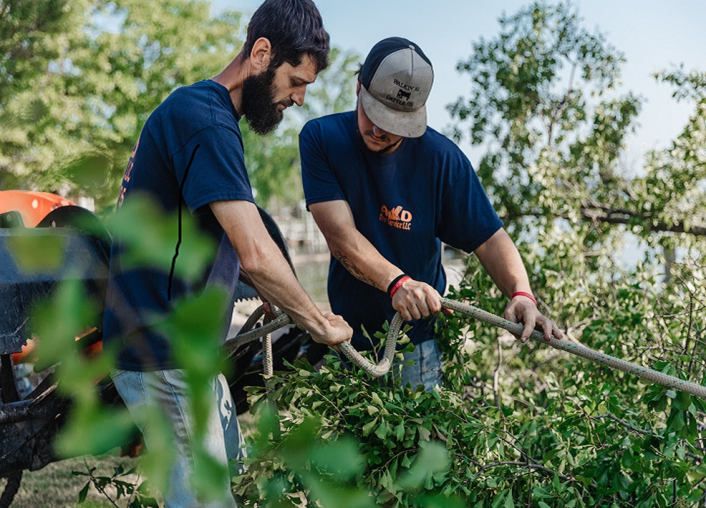 How to Become a Tree Service Operator