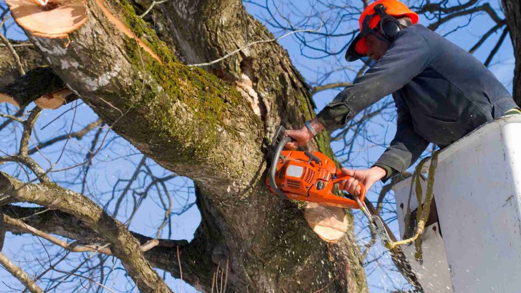 Daytona Tree Men’s Guide to Stump Grinding Safety