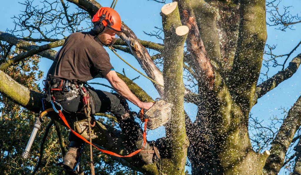 What Is The Process For Tree Removal, And How Long Does It Typically Take?