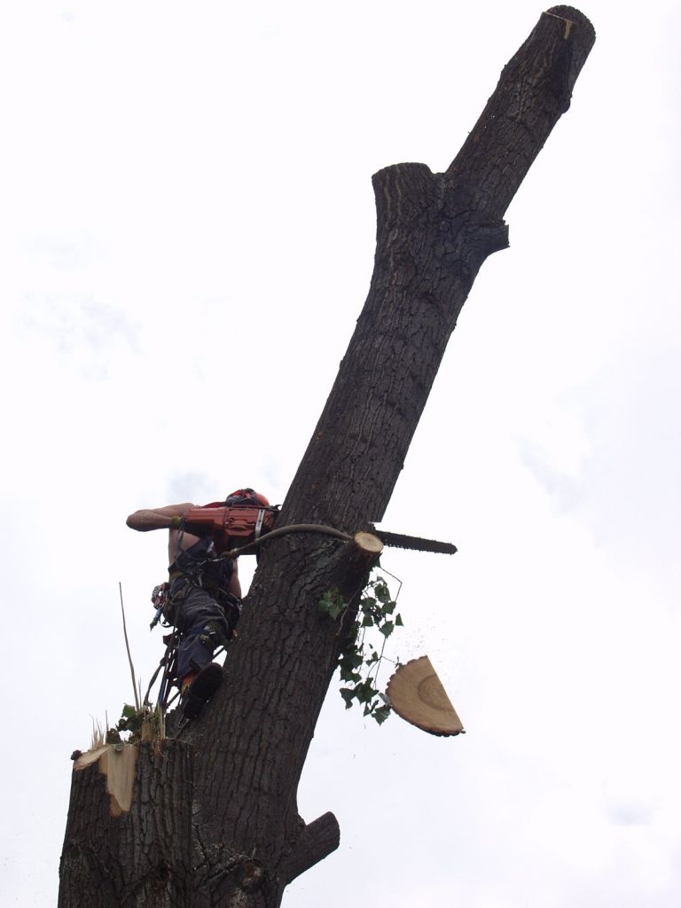 Tree Service Cost: What to Expect