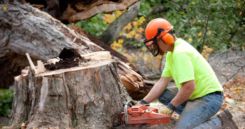 What Is the Process for Tree Removal and How Long Does it Typically Take?