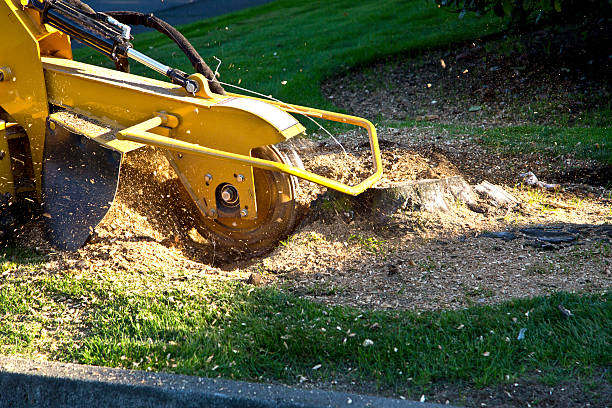 What is Stump Grinding?