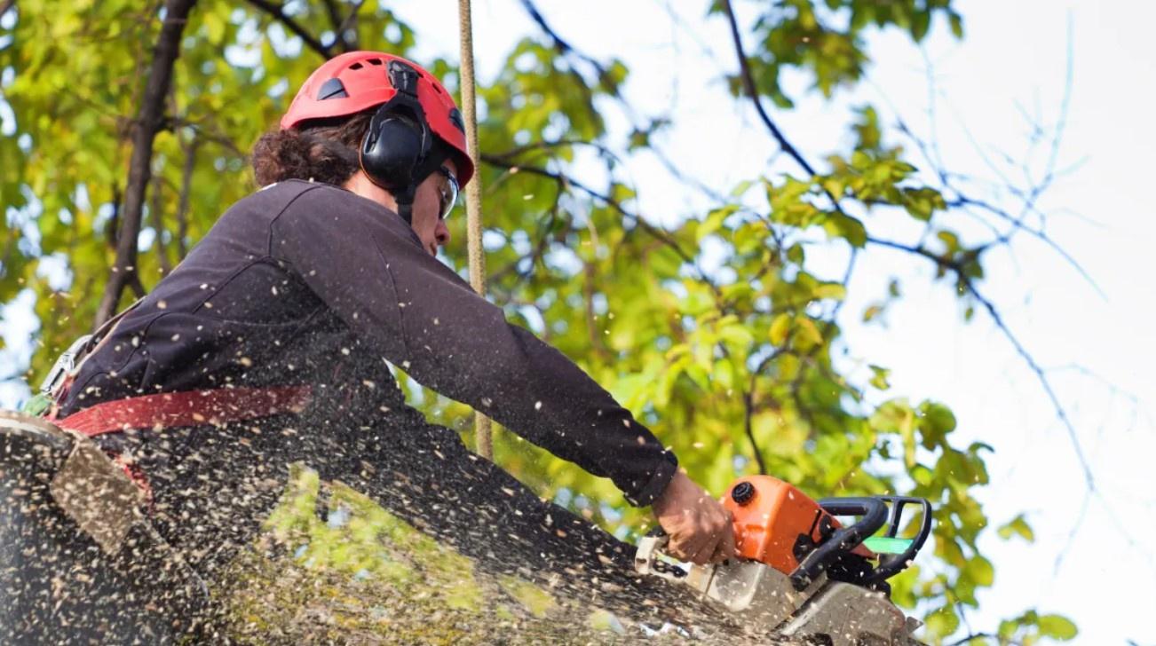 Peoria, IL Tree Services Offers Prompt and Professional Emergency Tree Removal